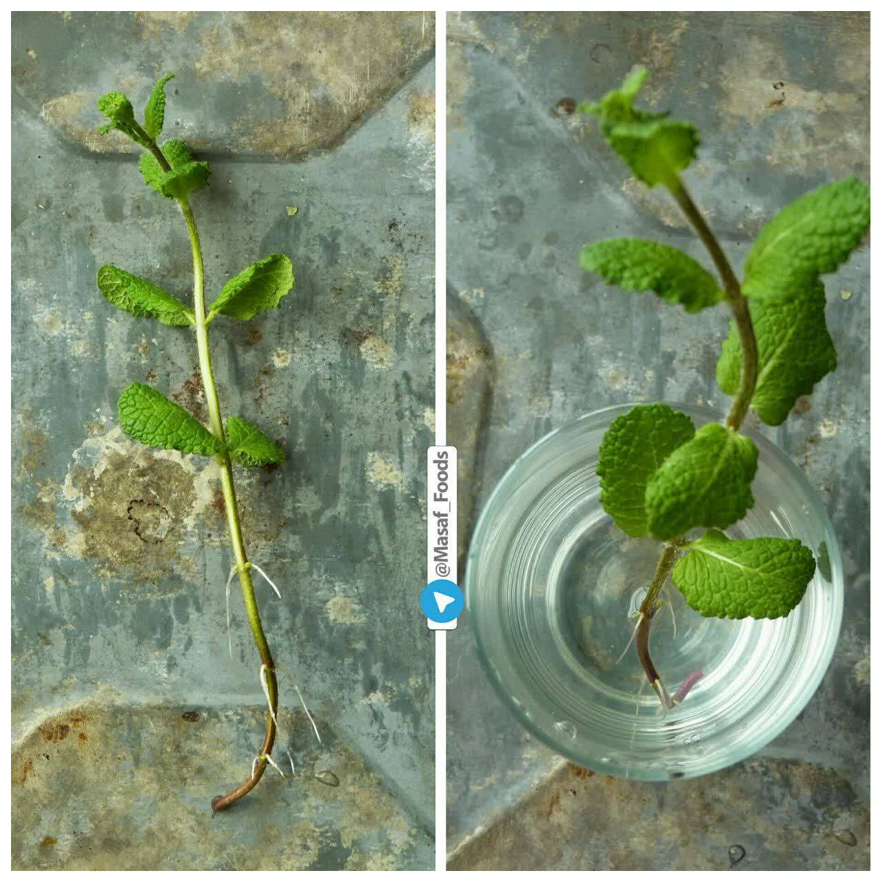 نحوه کاشت ته مانده سبزیجات در خانه / زنجبیل،نعنا و ریحان